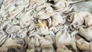 Decomisan 150 kilos de pulpo por su captura de formal ilegal en Chicxulub