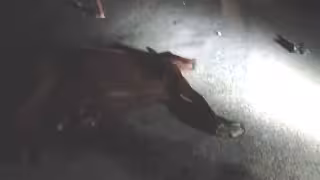 El animal también falleció debido a las lesiones