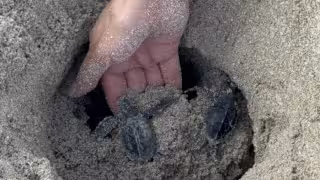 Más de 8 mil tortugas regresan al mar