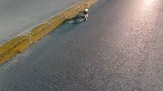 El cocodrilo quedó mal herido sobre la cinta asfáltica.