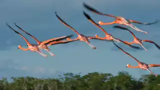 Se resalta la importancia de proteger de animales ferales el hábitat natural de las aves rosadas