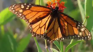 El grupo Alas Mayas registra en Yucatán un trayecto migratorio de la Danaus plexippus