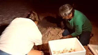 La temporada inició con el hurto de más de un tercio de las cavidades registradas en el municipio