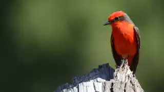 Este 2025 el Global Big Day se realizará el sábado 10 de mayo