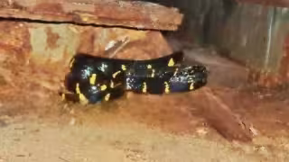  Una serpiente vive oculta en las ranuras de la plataforma de la Sonda de Campeche   