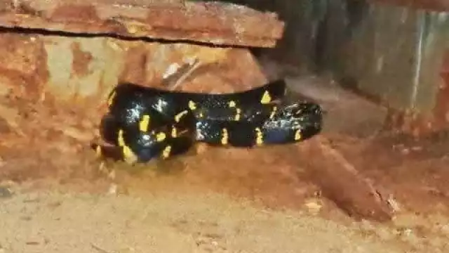 Lo que menos esperaban, una serpiente vive oculta en las renuras de la plataforma