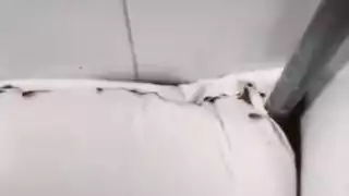 Captan en video plaga de cucarachas en  KFC de Cancún, ¿cuál sucursal es? 