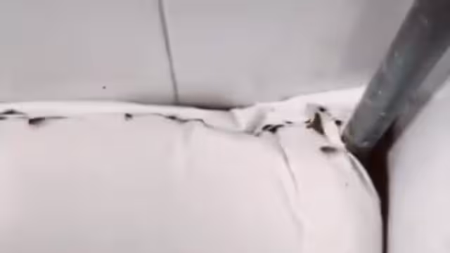 Usuarios afirmaron que no es raro encontrarse con plagas en este tipo de establecimientos