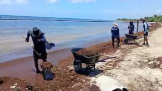 Elementos de la Secretaría de Marina están trabajando para retirar el sargazo de las playas.