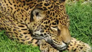 Zacate es un ejemplo de resiliencia