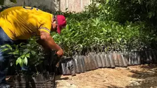 El Renacimiento Verde avanza en el Oriente yucateco