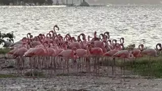 Flamencos regalan hermoso atardecer en Campeche