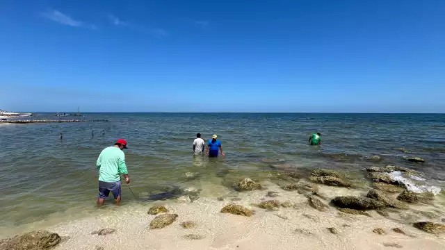 Se lograron detectar concentraciones de dos especies de microalgas tóxicas que rebasan los límites permitidos