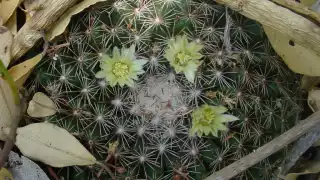 Biznaga pol tsakam: el cactus endémico de Yucatán que se encuentra amenazado por las inmobiliarias     