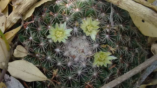 Desarrollos inmobiliarios, extracción y huracanes amenazan a la especie