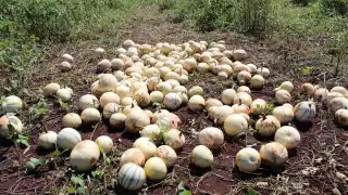 Crisis en el cultivo de chihua: Hopelchén sin registros de cosecha en 2025