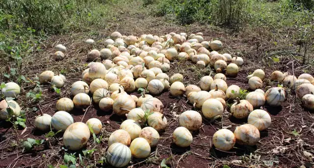 El cultivo de chihua enfrenta su peor panorama en Campeche