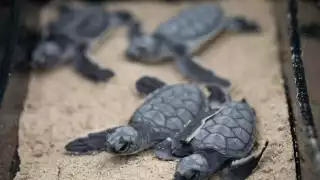 En las tortugas también se ha registrado una enfermedad vinculada con la presencia de contaminantes
