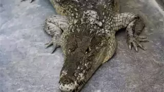 Serpientes y algunos mamíferos también han sido avistados en zonas urbanas