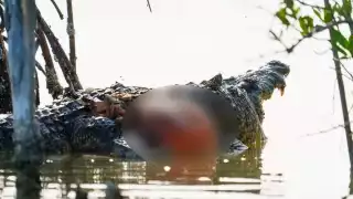 El cocodrilo murió en la ciénega donde habitaba