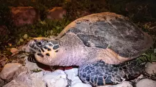 Los casos han ocurrido en la Carretera Costera “Champotón – Ciudad del Carmen