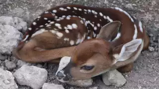 Nacen en La Reina cuatro venados, una especie que ha disminuido su población debido a la caza furtiva