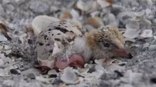 Autoridades intensifican acciones contra perros ferales en Playa Norte