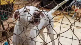 La unidad de protección a la fauna del Ayuntamiento de Mérida atiende 300 denuncias mensuales