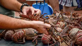 La comercialización del crustáceo yucateco enfrenta una crisis por la competencia del mercado