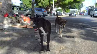 Reportan hallazgo de presuntas pieles y restos de perros en un parque de Mérida