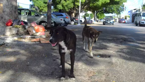Ninguna autoridad ha informado sobre el hallazgo en el parque de Mérida