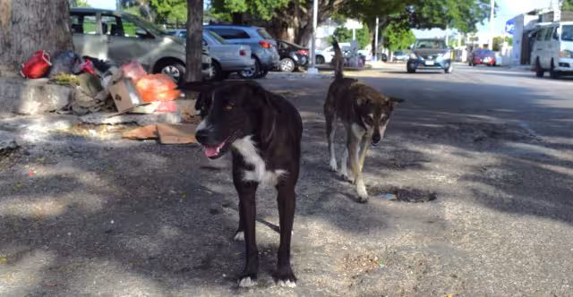 Ninguna autoridad ha informado sobre el hallazgo en el parque de Mérida