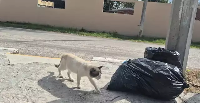 Indignación en Champotón por múltiples muertes de gatos envenenados