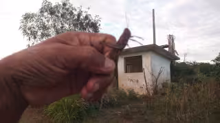 Avistan langostas saltonas en los montes de Hecelchakán