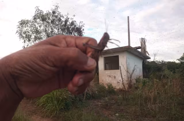 Cesavecam refuerza vigilancia en Becal ante riesgo de plaga