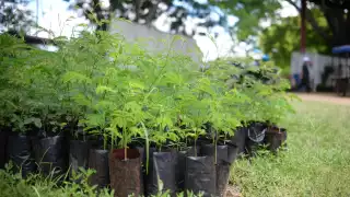 El Ayuntamiento de Mérida pondrá en marcha una gran campaña de reforestación