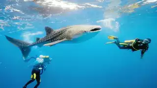 Temporada del tiburón ballena en Isla Mujeres arranca con bajas expectativas