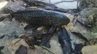 Pez Diablo se lleva al ‘infierno’ a la mojarra y a los pescadores de Veracruz; ¿por qué razón?