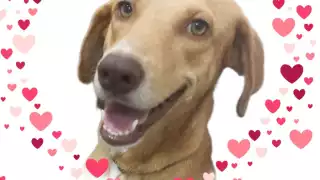 Organizan kermés para ayudar a perrita con cáncer en la plaza Ángel Castillo Lanz