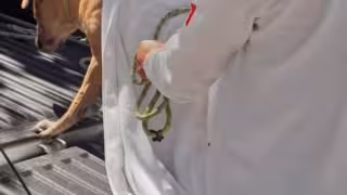 Rescatan a perrita víctima de abuso sexual en Playa del Carmen