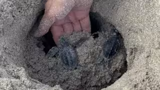 Liberan primeras tortugas en Punta Xen; Protegen 142 mil huevos en temporada 2026