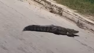 Sorprende cocodrilo a pobladores de Hool: Salió de la aguada y recorrió calles de Champotón