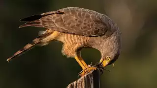   Fotógrafo yucateco capta a aguililla caminera devorando a una tarántula   