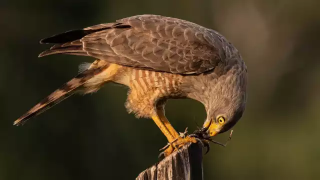 En lengua maya la especie es conocida como Chu’uuy