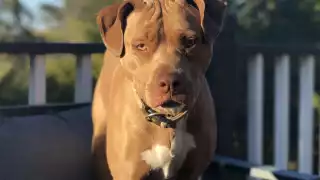 Propietario del pitbull que atacó a las menores deberá responder por los actos del perro