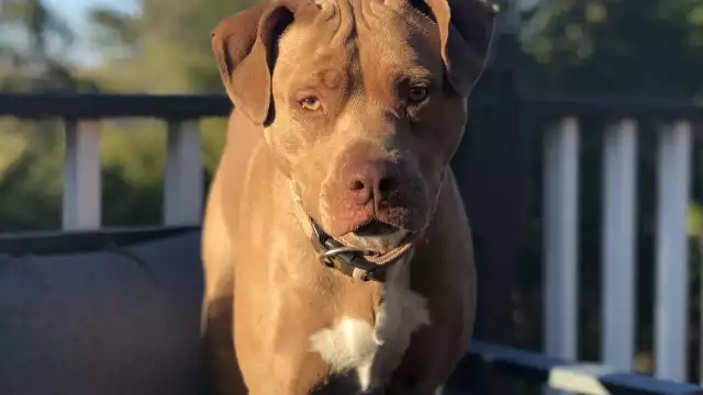 La raza pitbull suele tener una reputación agresiva entre los perros