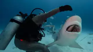 Avistamiento de tiburones en Isla Mujeres costaría casi dos mil pesos por persona