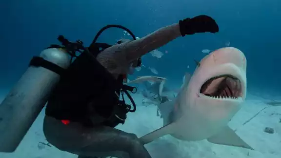 El avistamiento de tiburones es un atractivo de Isla Mujeres