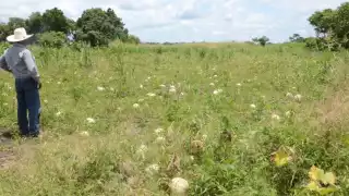 Actualmente, los productores se ven forzados a casi regalar su esfuerzo y tiempo invertido porque no tienen mercado.