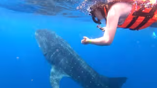 Turismo de naturaleza: nado con tiburón ballena costará 149 dólares